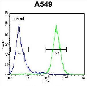 GTPBP8 Antibody flow cytometry of A549 cells (right histogram) compared to a negative control cell (left histogram). FITC-conjugated goat-anti-rabbit secondary antibodies were used for the analysis.