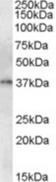 GCH1 antibody (1 ug/ml) staining of Human Thymus lysate (35 ug protein/ml in RIPA buffer). Primary incubation was 1 hour. Detected by chemiluminescence.