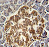 GCH1 Antibody immunohistochemistry of formalin-fixed and paraffin-embedded human pancreas followed by peroxidase-conjugated secondary antibody and DAB staining.