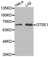 Western blot analysis of extracts of various cell lines, using GTSE1 antibody.