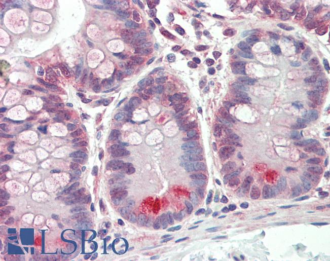Anti-GUCA2A / Guanylin antibody IHC staining of human small intestine. Immunohistochemistry of formalin-fixed, paraffin-embedded tissue after heat-induced antigen retrieval. Antibody LS-B9726 concentration 5 ug/ml.