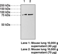 Western blot of GUCY1A1 / GUCY1A3 antibody LS-B6960.