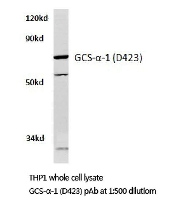 Western blot of GCS--1 (D423) pAb in extracts from THP1 cells.