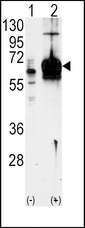 Western blot of GUCY1A3 (arrow) using GUCY1A3 Antibody. 293 cell lysates (2 ug/lane) either nontransfected (Lane 1) or transiently transfected with the GUCY1A3 gene (Lane 2) (Origene Technologies).
