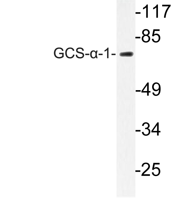 Western blot analysis of lysate from A549 cells, using GCS-a-1 antibody.