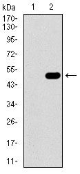 Western blot using GUCY1A3 monoclonal antibody against HEK293 (1) and GUCY1A3 (AA: 22-214)-hIgGFc transfected HEK293 (2) cell lysate.