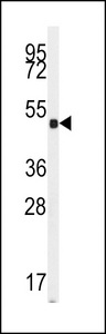 Western blot of anti-GUCY1A2 Antibody in mouse cerebellum tissue lysates (35 ug/lane). GUCY1A2 (arrow) was detected using the purified antibody.