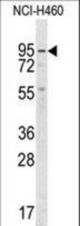 Western blot of anti-GUCY1A2 Antibody in NCI-H460 cell line lysates (35 ug/lane). GUCY1A2 (arrow) was detected using the purified antibody.