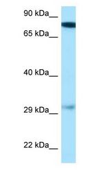 GUCY1B3 antibody Western Blot of Mouse Heart.