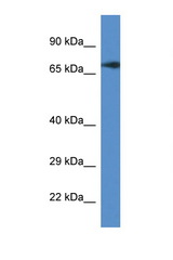 GUF1 antibody LS-C135455 Western blot of Mouse Brain lysate. Antibody concentration 1 ug/ml.