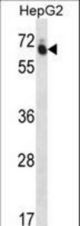 GUF1 Antibody western blot of HepG2 cell line lysates (35 ug/lane). The GUF1 antibody detected the GUF1 protein (arrow).