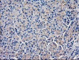 IHC of paraffin-embedded Human pancreas tissue using anti-GUK1 mouse monoclonal antibody. (Heat-induced epitope retrieval by 10mM citric buffer, pH6.0, 100C for 10min).