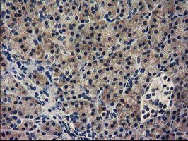 IHC of paraffin-embedded Human pancreas tissue using anti-GUK1 mouse monoclonal antibody.