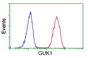 Flow cytometry of HeLa cells, using anti-GUK1 antibody (Red), compared to a nonspecific negative control antibody (Blue).