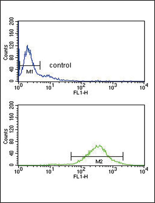 GOT2 Antibody flow cytometry of Ramos cells (bottom histogram) compared to a negative control cell (top histogram). FITC-conjugated goat-anti-rabbit secondary antibodies were used for the analysis.
