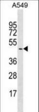 GYG2 Antibody western blot of A549 cell line lysates (35 ug/lane). The GYG2 Antibody detected the GYG2 protein (arrow).