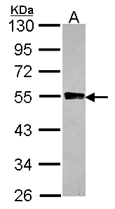 Sample (30 ug of whole cell lysate). A:293T. 10% SDS PAGE. GYG2 antibody diluted at 1:1000.