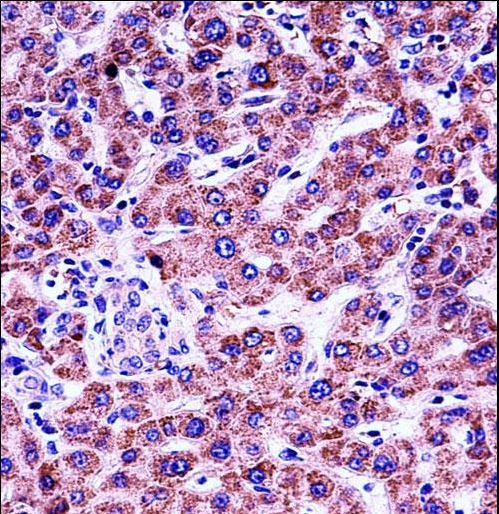GYPB Antibody immunohistochemistry of formalin-fixed and paraffin-embedded human liver tissue followed by peroxidase-conjugated secondary antibody and DAB staining.