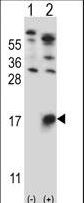 Western blot of GYPB (arrow) using rabbit polyclonal GYPB Antibody. 293 cell lysates (2 ug/lane) either nontransfected (Lane 1) or transiently transfected (Lane 2) with the GYPB gene.