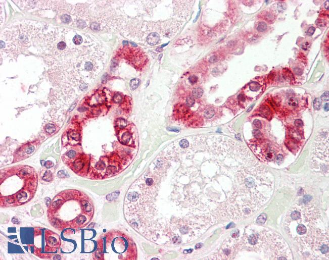 Anti-GZF1 antibody IHC staining of human kidney. Immunohistochemistry of formalin-fixed, paraffin-embedded tissue after heat-induced antigen retrieval.