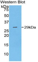 Western blot of recombinant GZMA / Granzyme A.