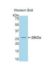 Western blot of recombinant GZMA / Granzyme A.