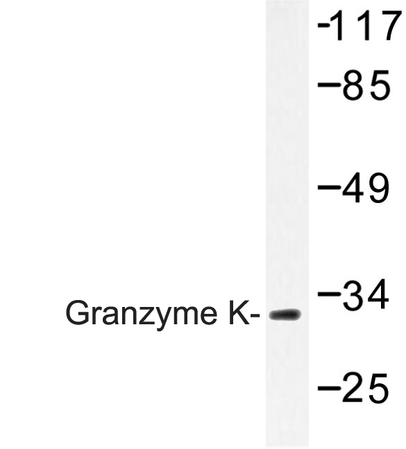 Western blot of Granzyme K (H85) pAb in extracts from Jurkat cells.