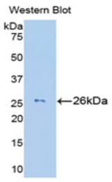 Western blot of recombinant GZMM / Granzyme M.