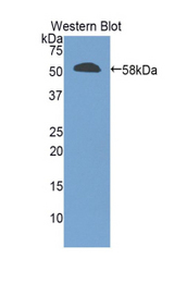 Western blot of recombinant GZMM / Granzyme M.