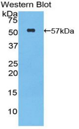 Western blot of recombinant GZMM / Granzyme M.