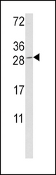 Western blot of GZMM Antibody in K562 cell line lysates (35 ug/lane). GZMM (arrow) was detected using the purified antibody.