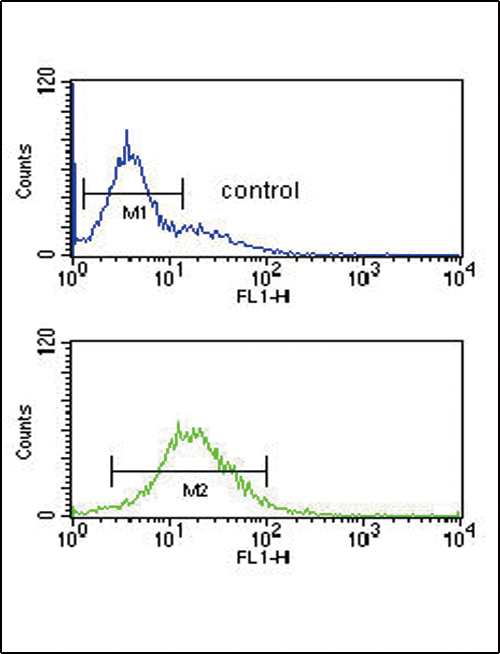 GZMM Antibody flow cytometry of K562 cells (bottom histogram) compared to a negative control cell (top histogram). FITC-conjugated goat-anti-rabbit secondary antibodies were used for the analysis.