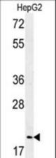Western blot of GMNN Antibody (Center Y111) in HepG2 cell line lysates (35 ug/lane). GMNN (arrow) was detected using the purified antibody.