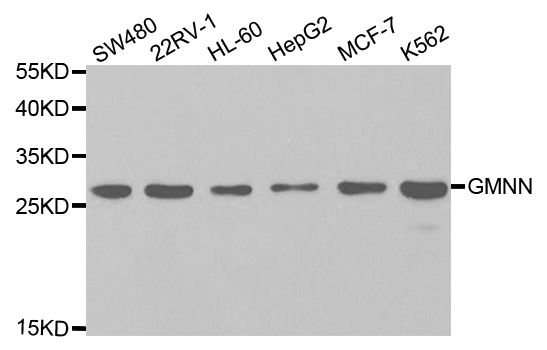 Western blot analysis of extracts of various cell lines, using GMNN antibody.