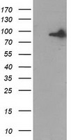 HEK293T cells were transfected with the pCMV6-ENTRY control (Left lane) or pCMV6-ENTRY GPHN (Right lane) cDNA for 48 hrs and lysed. Equivalent amounts of cell lysates (5 ug per lane) were separated by SDS-PAGE and immunoblotted with anti-GPHN.