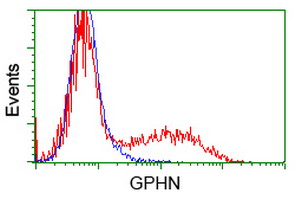 HEK293T cells transfected with either overexpress plasmid (Red) or empty vector control plasmid (Blue) were immunostained by anti-GPHN antibody, and then analyzed by flow cytometry.