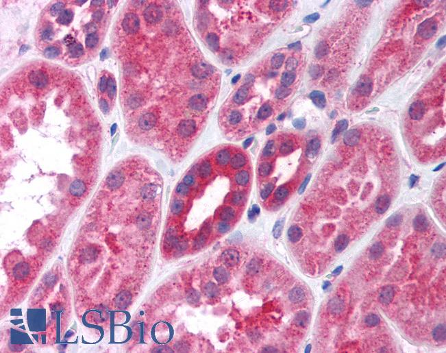 Anti-Gi Alpha 1/2 antibody IHC of human kidney. Immunohistochemistry of formalin-fixed, paraffin-embedded tissue after heat-induced antigen retrieval. Antibody LS-B750 concentration 10 ug/ml.