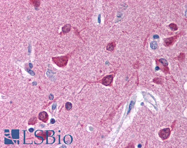 Anti-Gi Alpha 1/2 antibody IHC of human brain, cortex. Immunohistochemistry of formalin-fixed, paraffin-embedded tissue after heat-induced antigen retrieval. Antibody LS-B750 concentration 10 ug/ml.