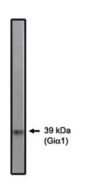 Western blot of Gi 1/2 antibody on 10 ng of purified Gi 1 protein.