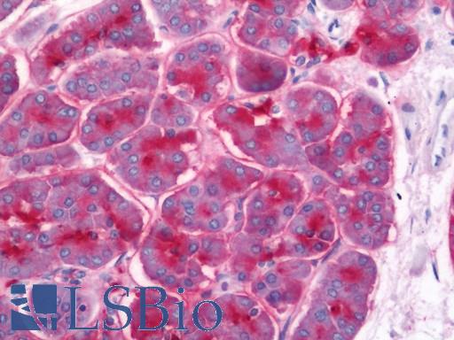 Anti-GP2 antibody IHC staining of human pancreas. Immunohistochemistry of formalin-fixed, paraffin-embedded tissue after heat-induced antigen retrieval. Antibody LS-B11222 dilution 1:100.