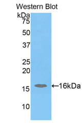 Western blot of recombinant H2AFJ.