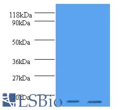 Western blot of Histone H2A.J antibody at 2 ug/ml Lane 1 : mouse brain tissue.