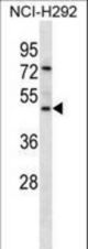 GP2 Antibody western blot of NCI-H292 cell line lysates (35 ug/lane). The GP2 antibody detected the GP2 protein (arrow).