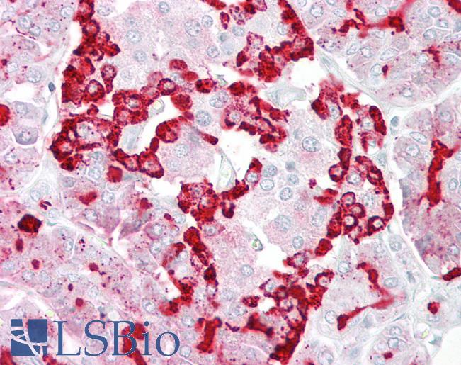 Anti-GP2 antibody IHC of human pancreas. Immunohistochemistry of formalin-fixed, paraffin-embedded tissue after heat-induced antigen retrieval. Antibody LS-B6834 concentration 5 ug/ml.