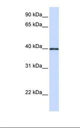 Fetal heart lysate. Antibody concentration: 1.0 ug/ml. Gel concentration: 12%.