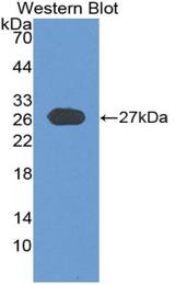 Western blot of recombinant GP2.
