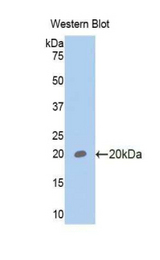 Western blot of recombinant GP6 / GPVI.