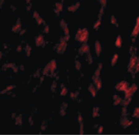Immunofluorescence of GPVI in Human Heart cells with GPVI antibody at 20 ug/ml.