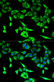 Immunofluorescence analysis of U2OS cell using HADHA antibody. Blue: DAPI for nuclear staining.