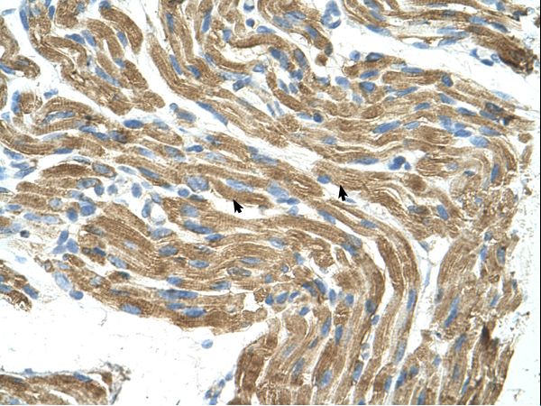 Immunohistochemistry with Fetal liver cell lysate tissue at an antibody concentration of 1.25 ug/ml using anti-HAL antibody.